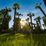 Palme del Grand Aldo's Club al tramonto